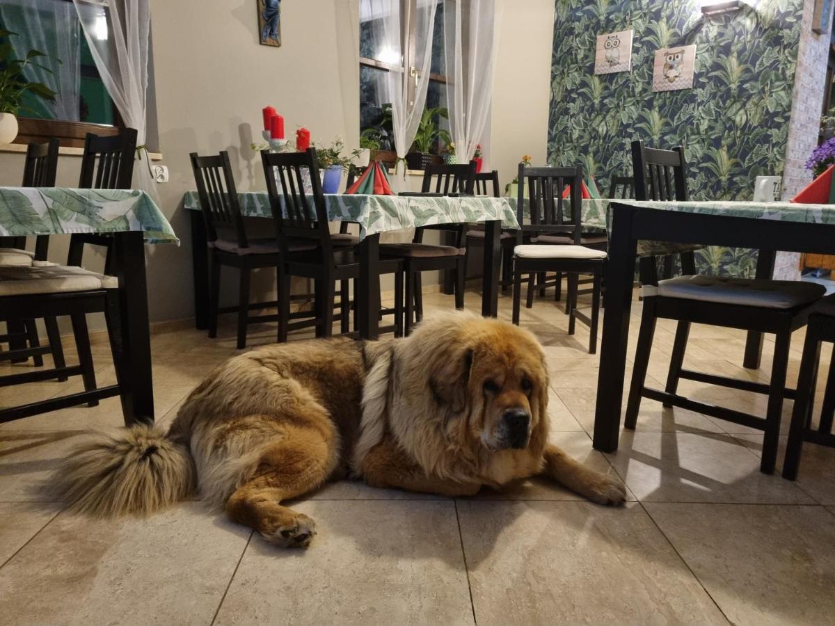 Dom Supelek Bed & Breakfast Duszniki Zdrój Dış mekan fotoğraf