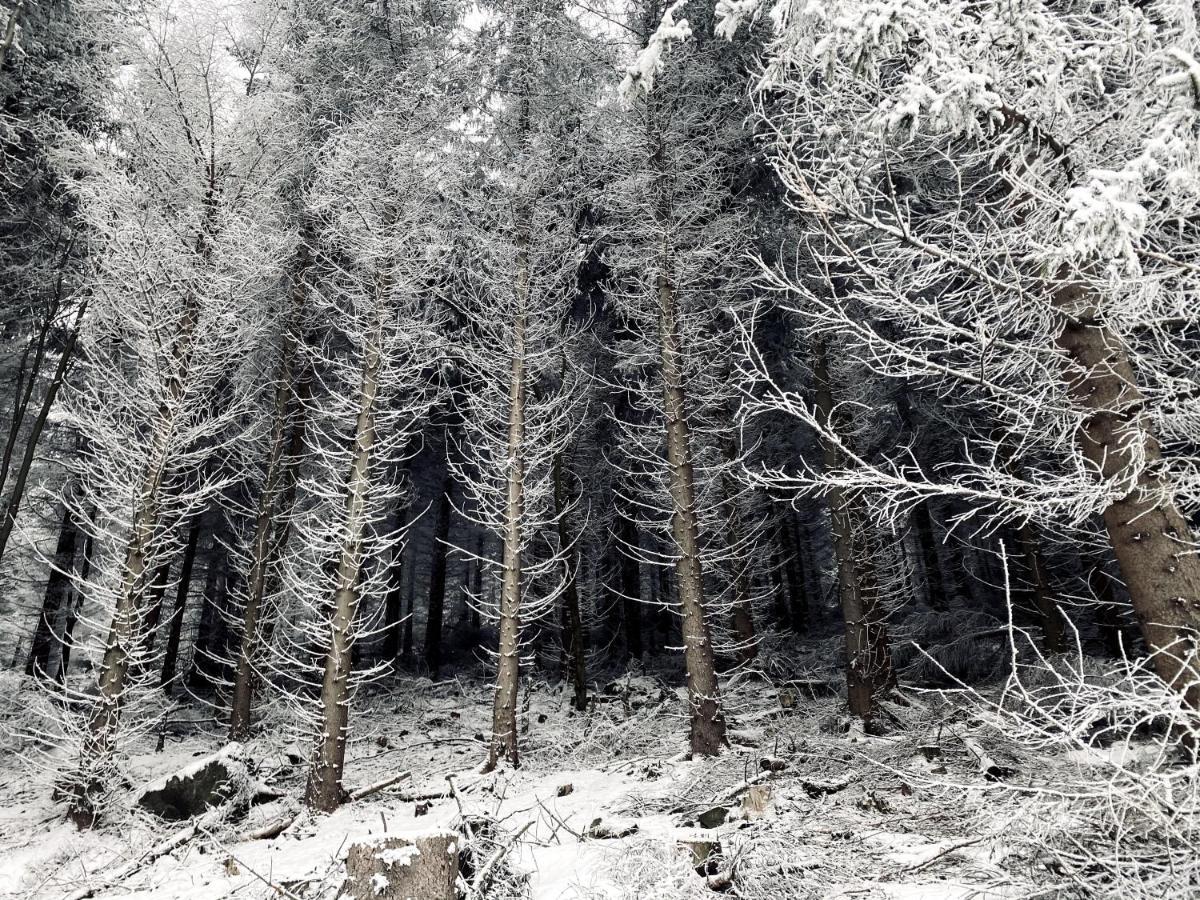 Dom Supelek Bed & Breakfast Duszniki Zdrój Dış mekan fotoğraf